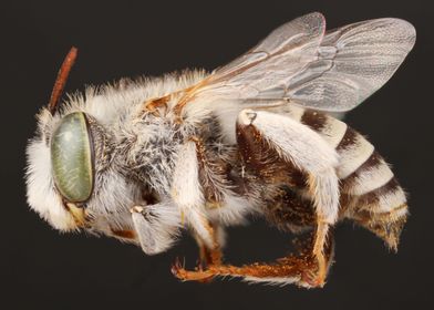 Male Digger Bee