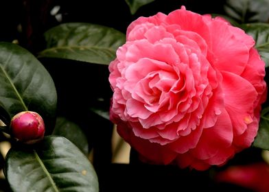 Camellia Flower