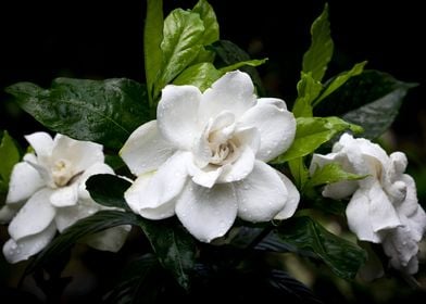 Camellia Flower