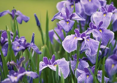 Iris Flower