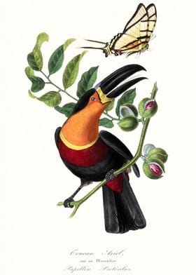 Toucan bird art
