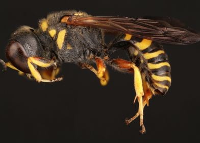 Square Headed Wasp