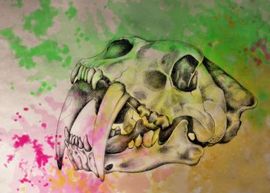 Smilodon skull