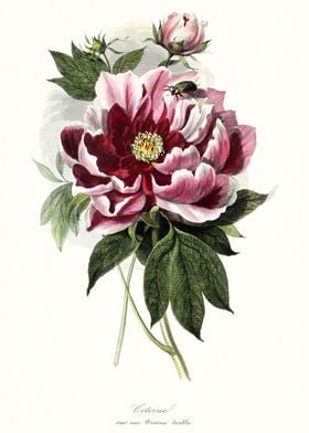 Peony flower art