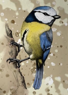 Blue tit