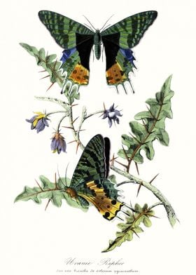 Butterfly Vintage Art