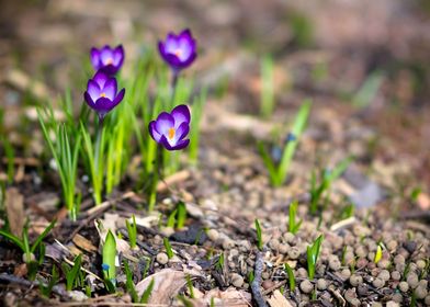 Iris Flower