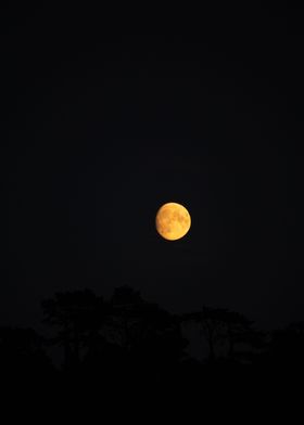 Moon above tree silhouette