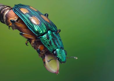 Buprestidae Beetle