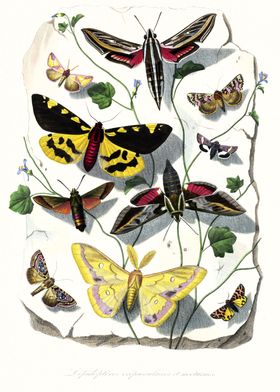Butterfly and moth art