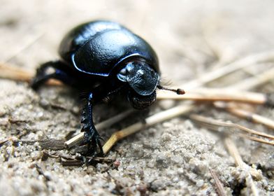 Anoplotrupes Stercorosus