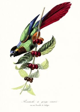 Parakeet Bird Art