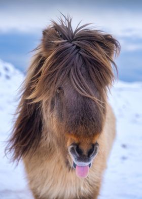 cute  portrait of horse  