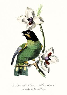 Vintage parakeet bird art