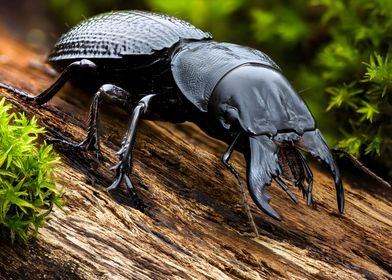 Ceruchus Beetle