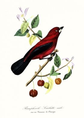 Red and black bird art