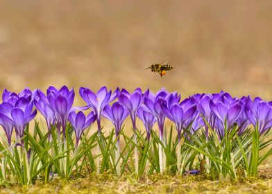 Crocus Flower