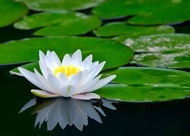 Water Lily