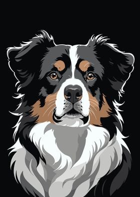 Australian Shepherd