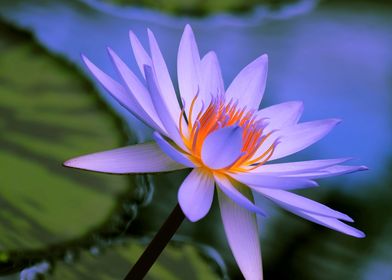 Water Lily