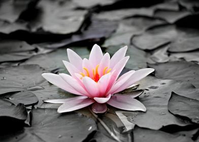 Water Lily