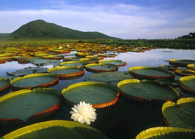 Water Lily