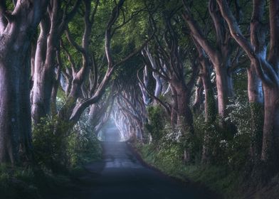 Mysterious Forest Road