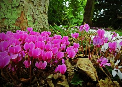 Crocus Flower