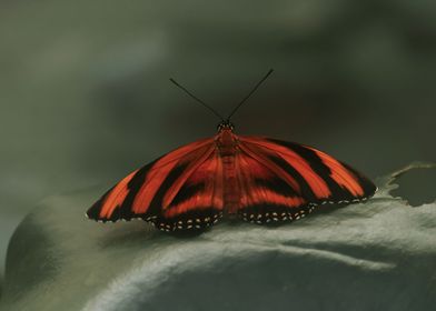 Banded Orange Heliconian