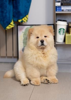 Chow Chow Dog