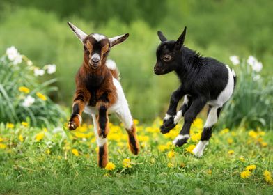 Happy Jumping Goats