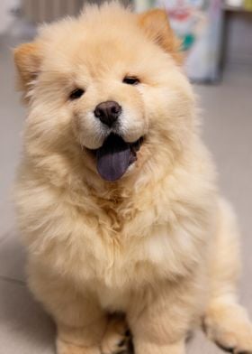 Chow Chow Dog