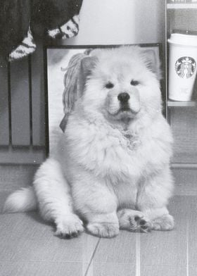 Chow Chow Dog