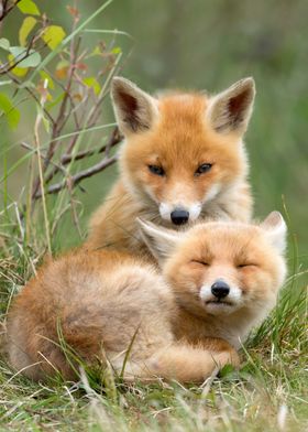 Two Foxs