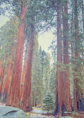 Sequoia Forest