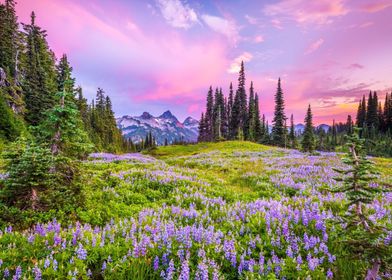 Purple flowers in mountain