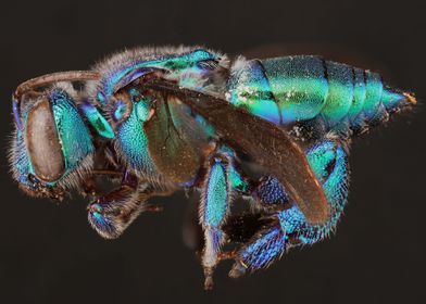 Picture of the Orchid Bee