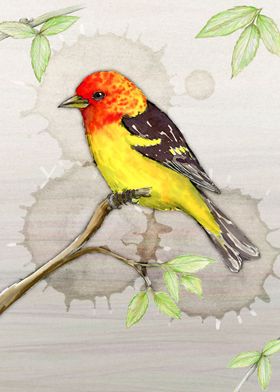 Western tanager 