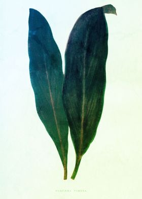 Historical Green Leaf