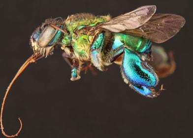 Orchid Bee Photo