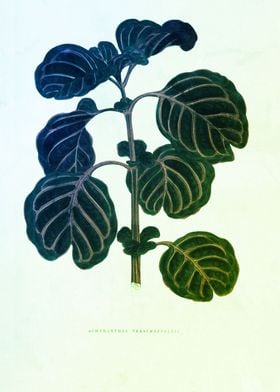 Nostalgic Botanical Leaves