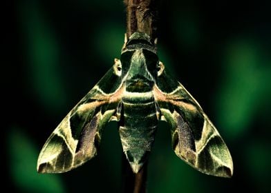 Oleander Hawk Moth