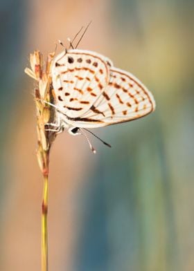 Resting Beauteous