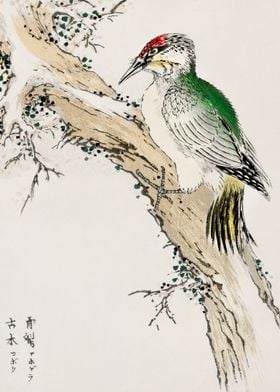 Japanese Green Woodpecker