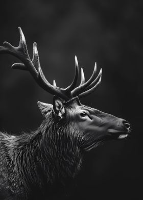 Elk Wild Black And White