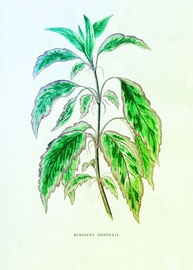Classic Herbal Leaves
