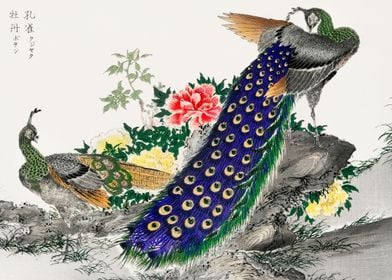 Peacock and Peony