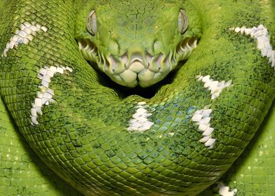 Green Sanca Snake