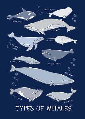 Types of whales fishes 