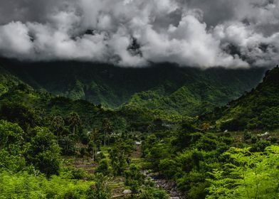 Rice paddies in Indonesia